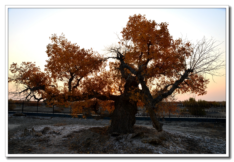 DQ1_0306_.jpg