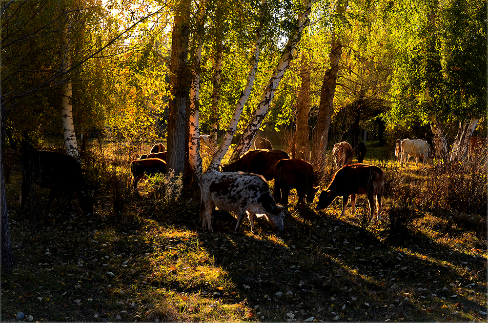 DSC_1531-1.jpg