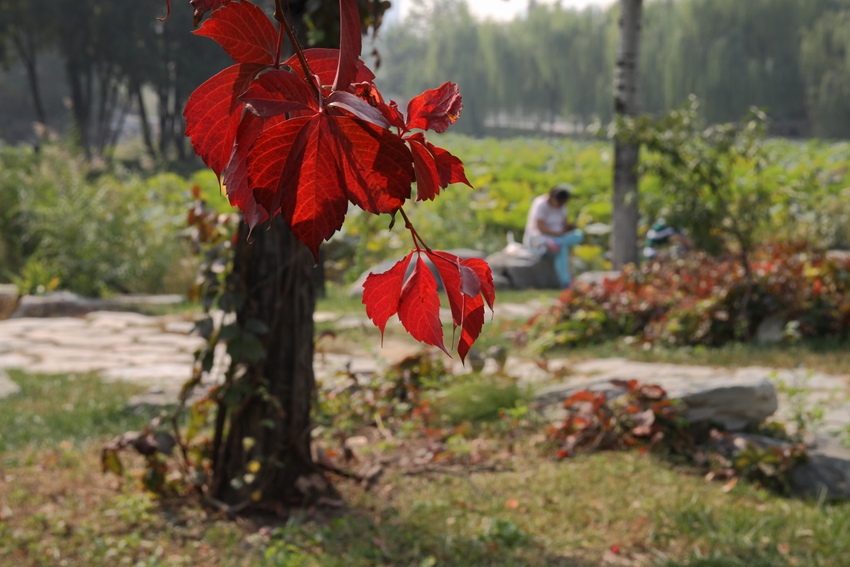 IMG_8372___.jpg