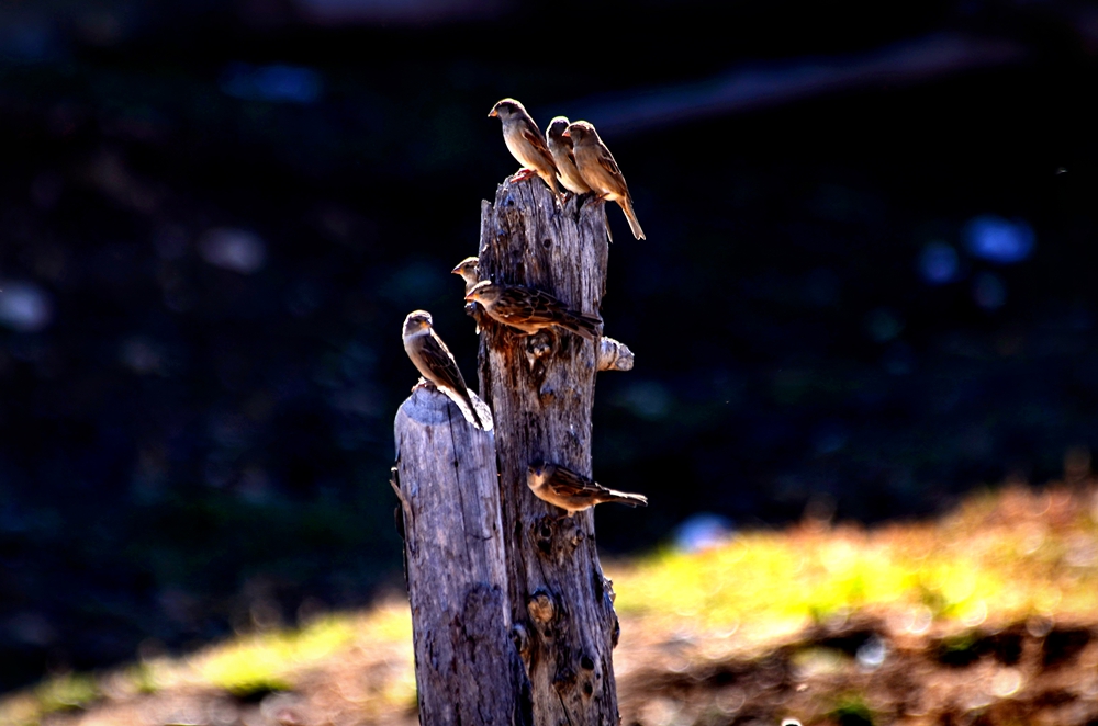 DSC_1617-1.jpg