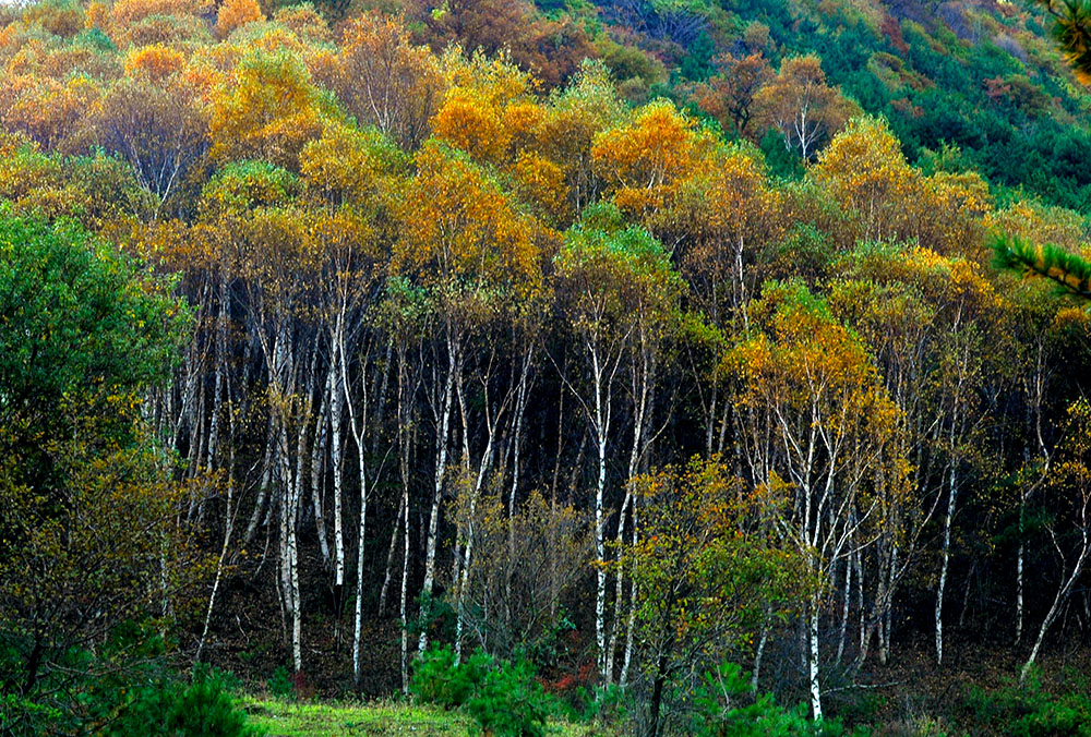DSC_4759.JPG