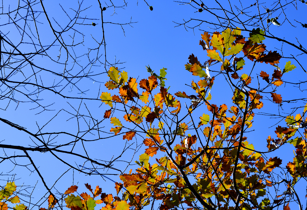 DSC_4351.JPG