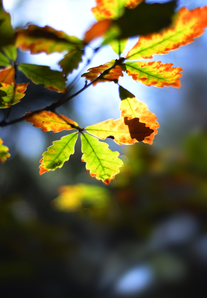 DSC_4344.JPG