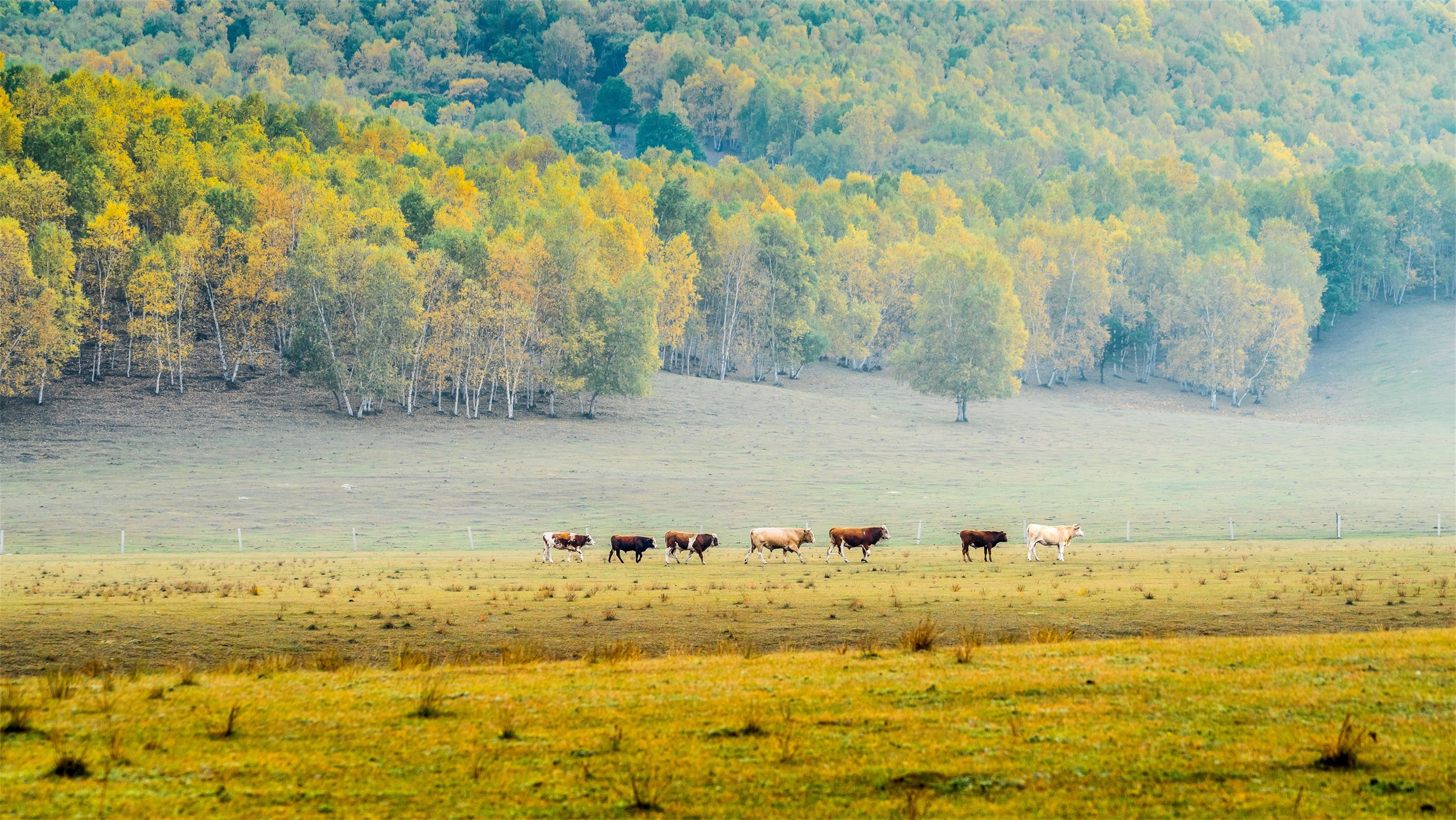 DSC01560(1)(1).jpg