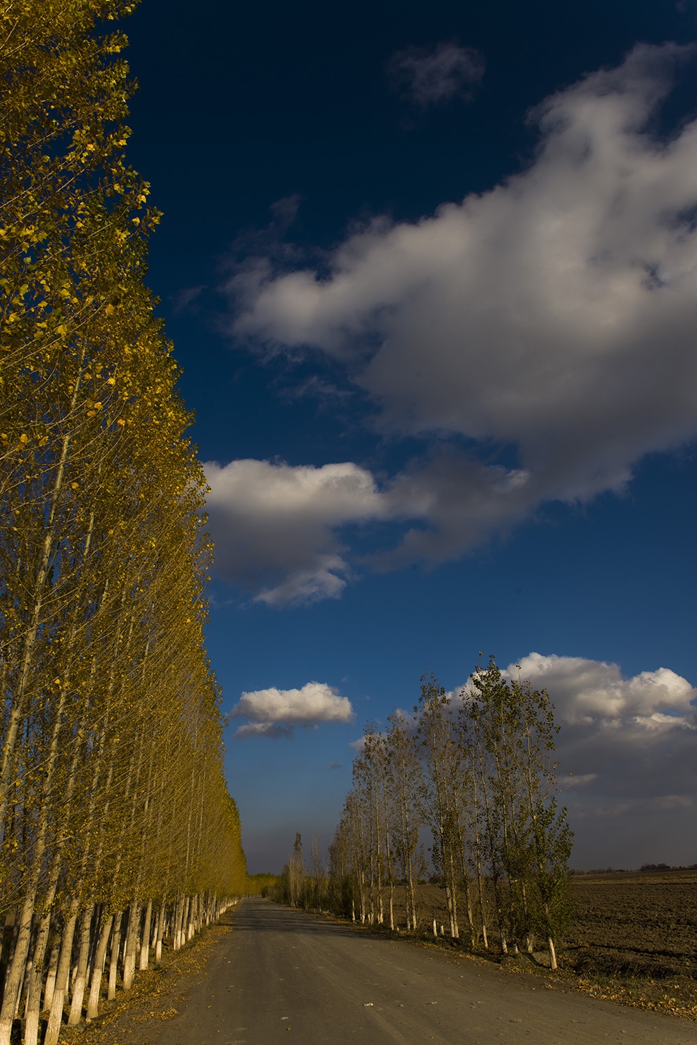 _DSC4224.JPG