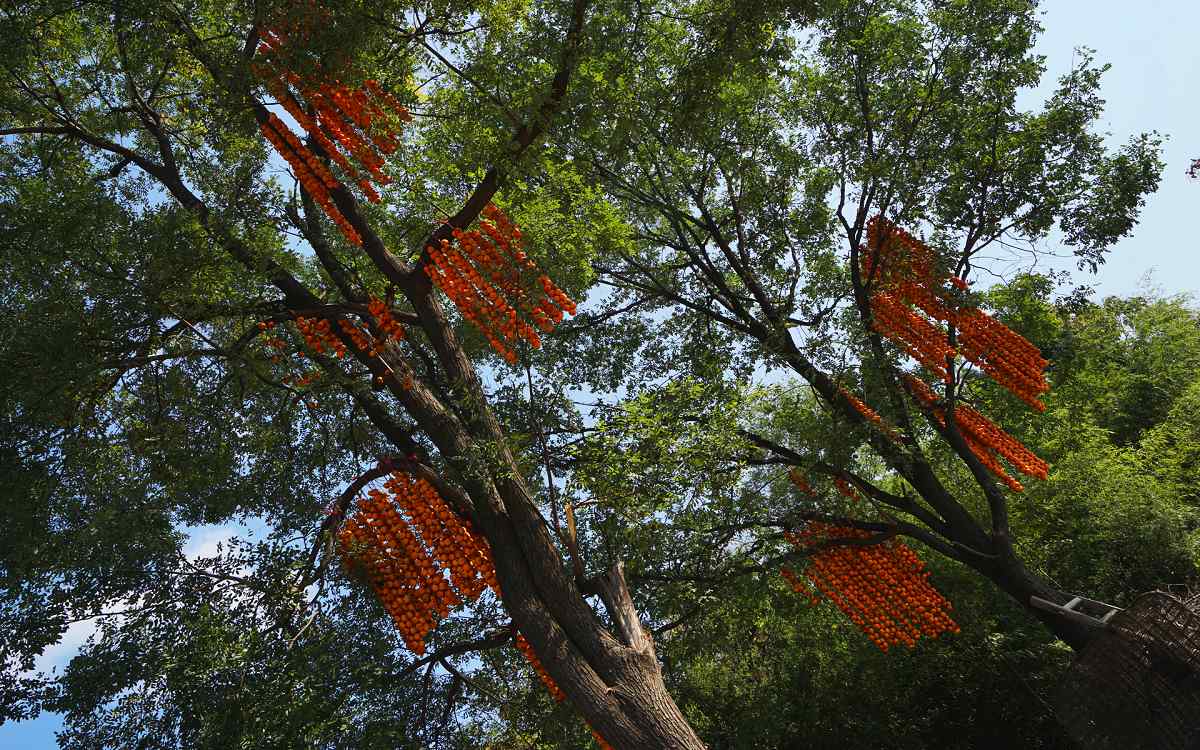 9a.jpg