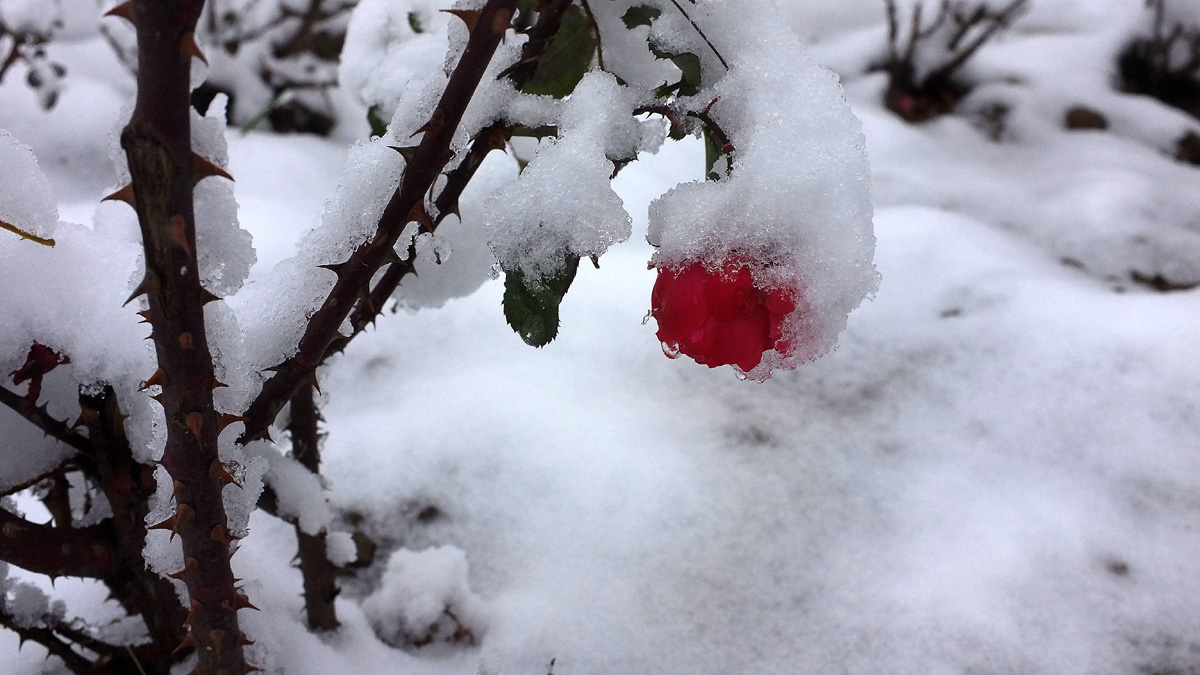 DSCF7700.JPG