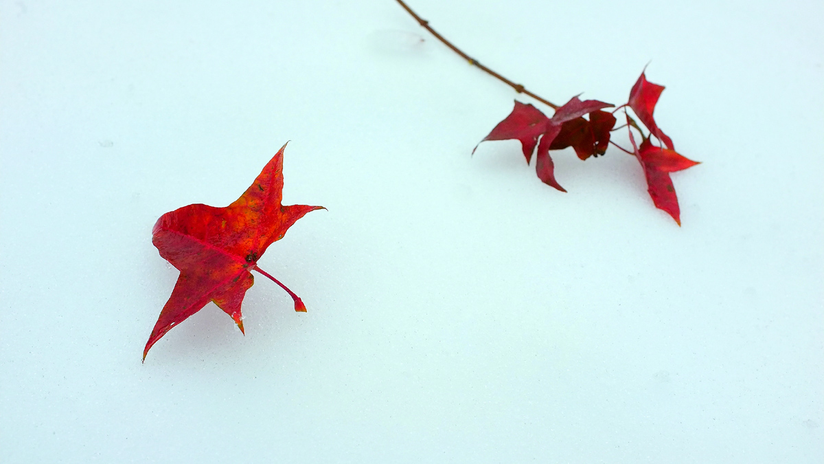 DSCF7720.JPG