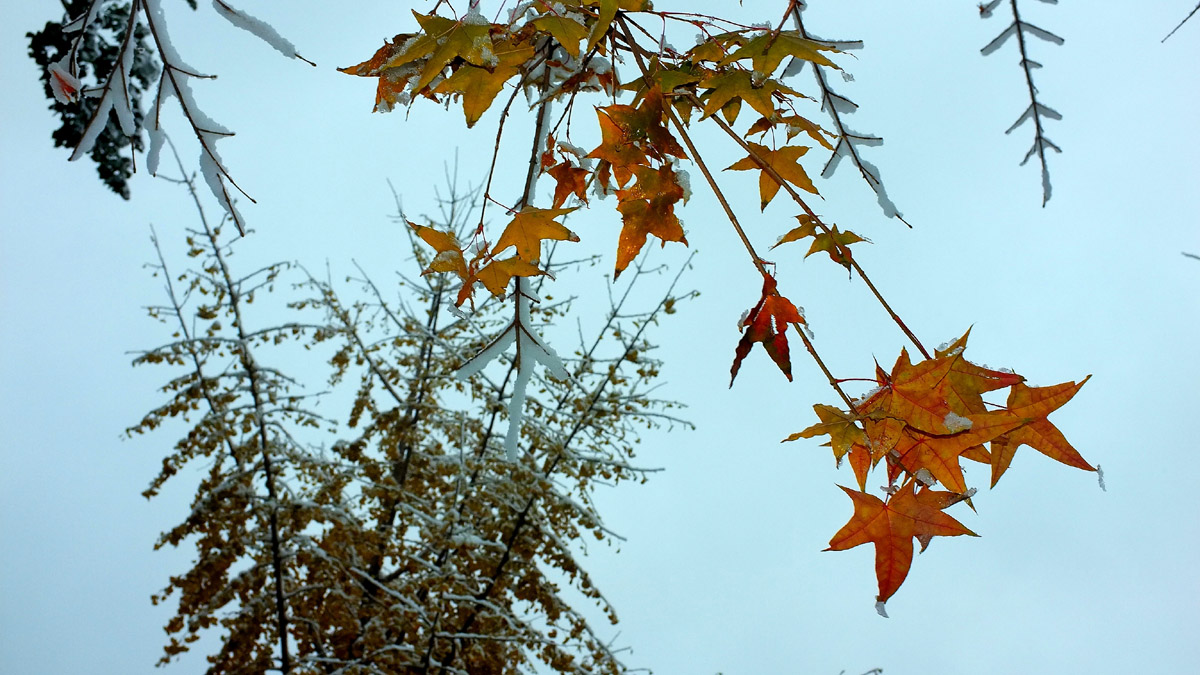 DSCF7746.JPG