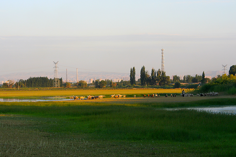 IMG_6086.jpg