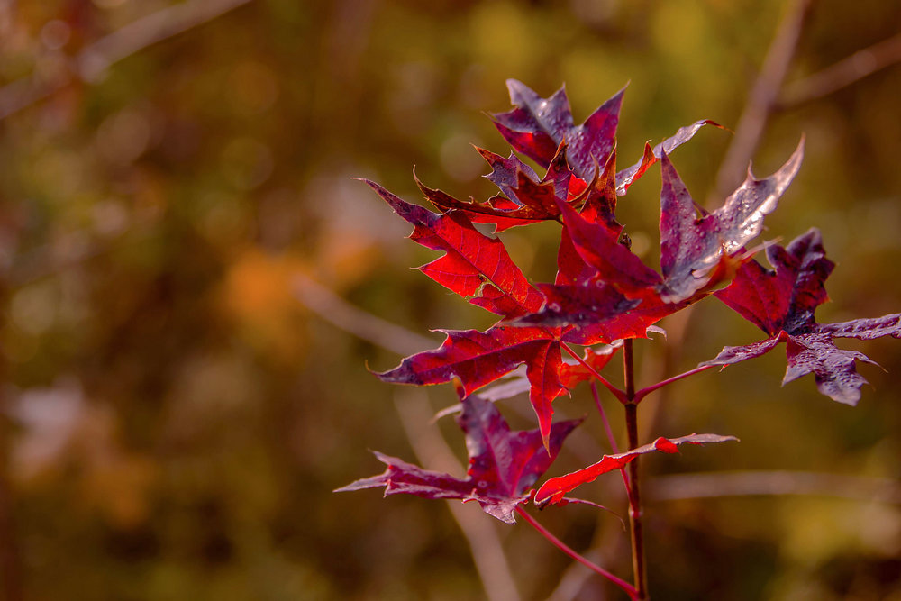 _DSC4064.jpg