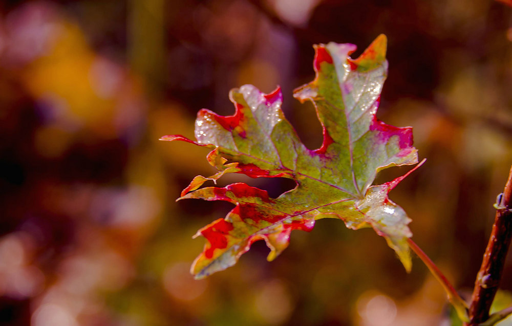 _DSC4073.jpg