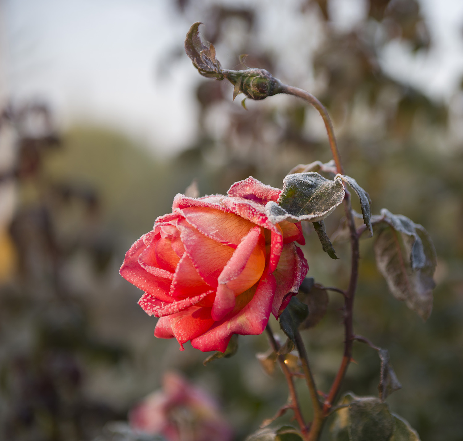 _DSC4313.JPG