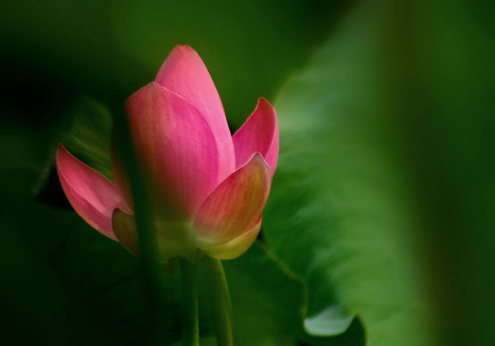 DSC_7395.JPG