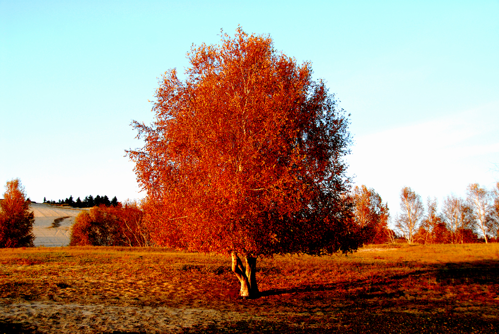 DSC_5960.jpg