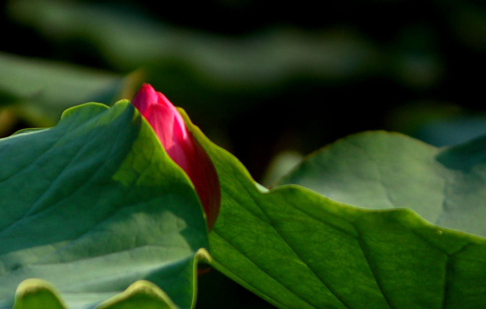 DSC_1681.JPG