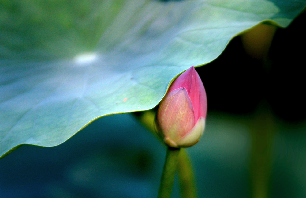 DSC_1689.JPG
