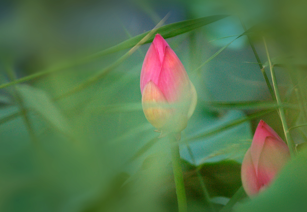 DSC_1765.JPG