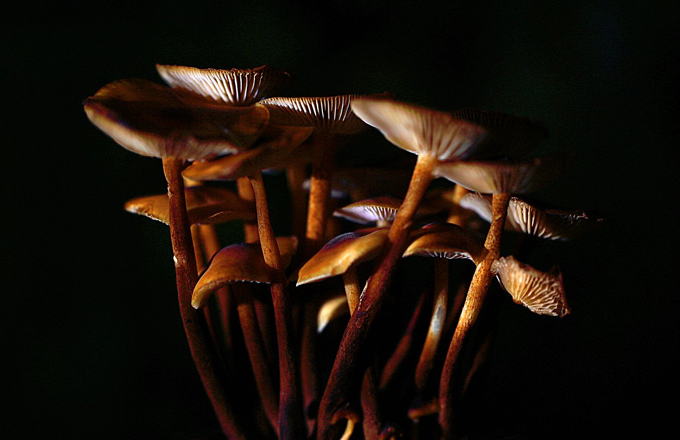 D7205.jpg