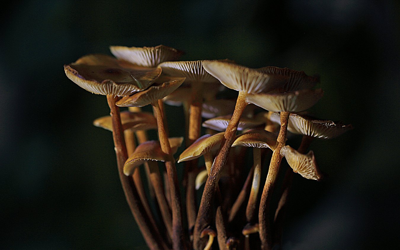 D7215.jpg