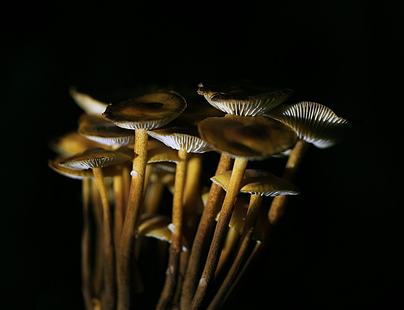 D7233.jpg