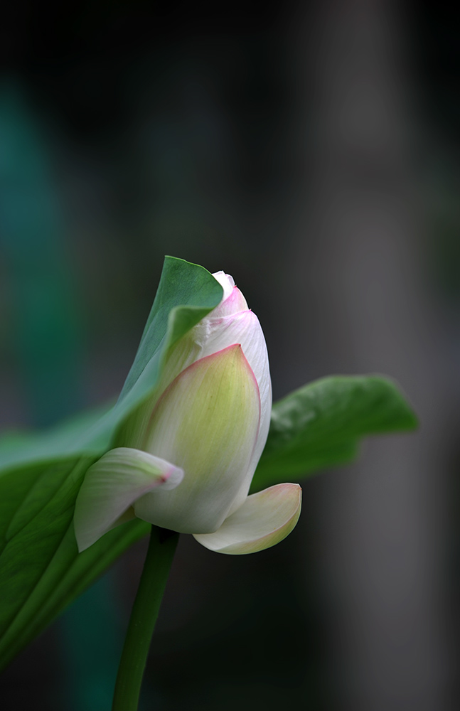 DSC_5268.JPG