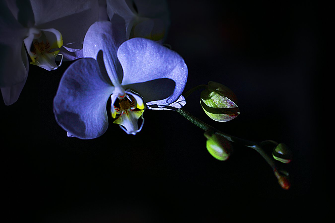 D7050.jpg