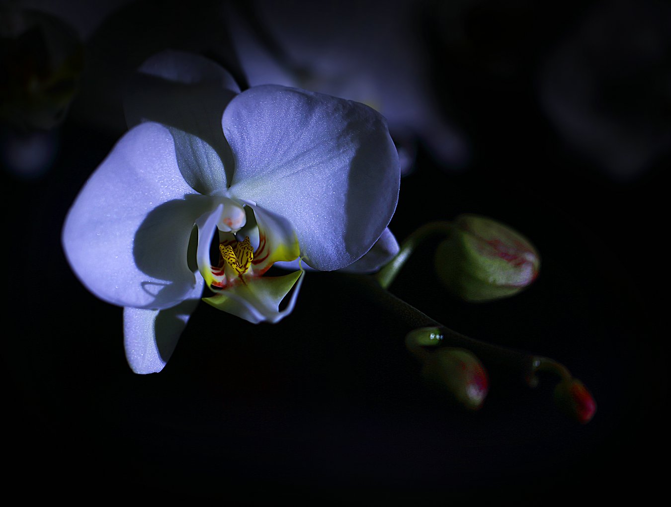 D7052.jpg