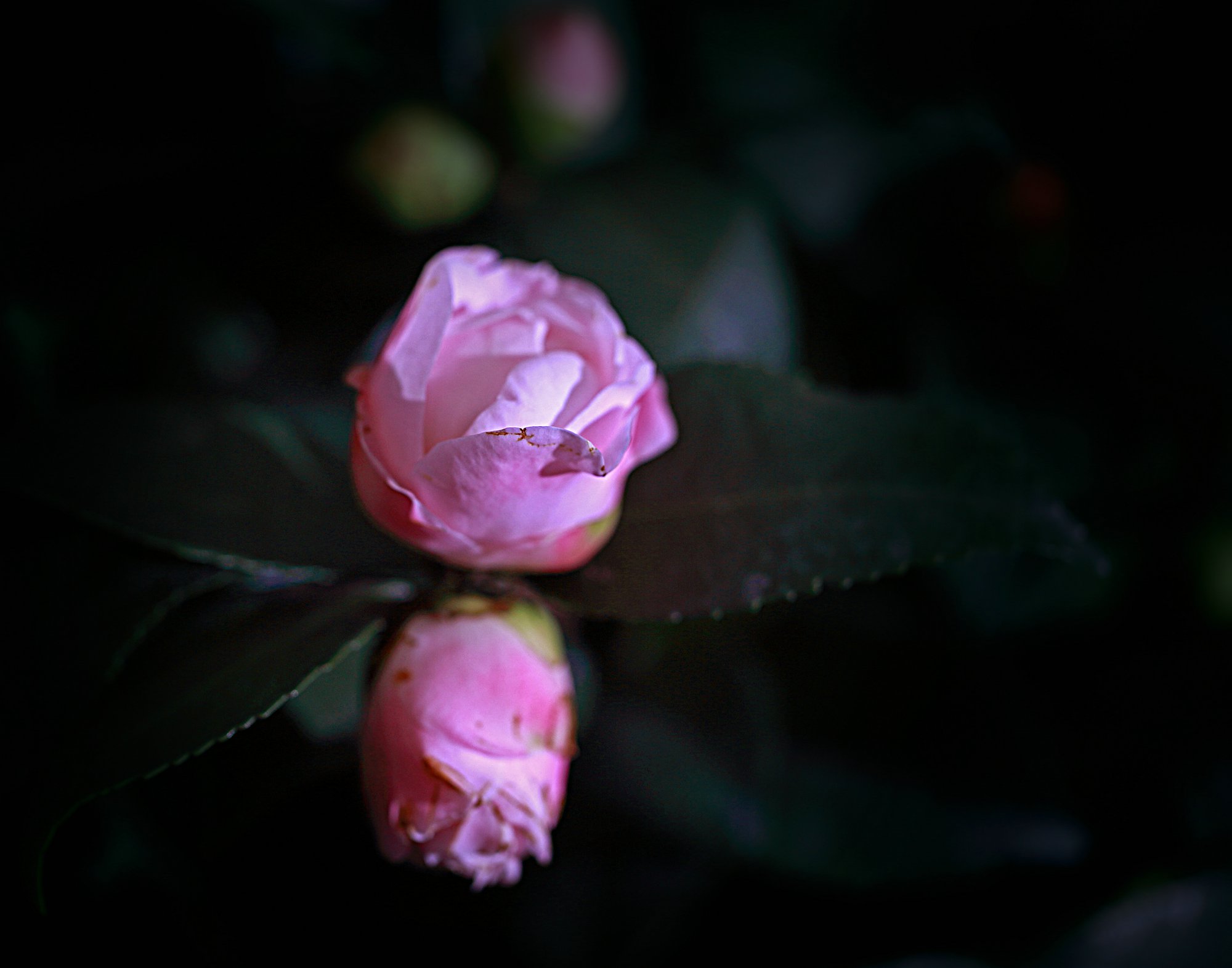 D7063.jpg