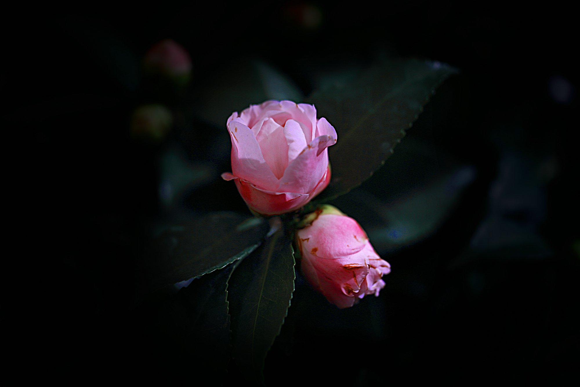 D7064.jpg