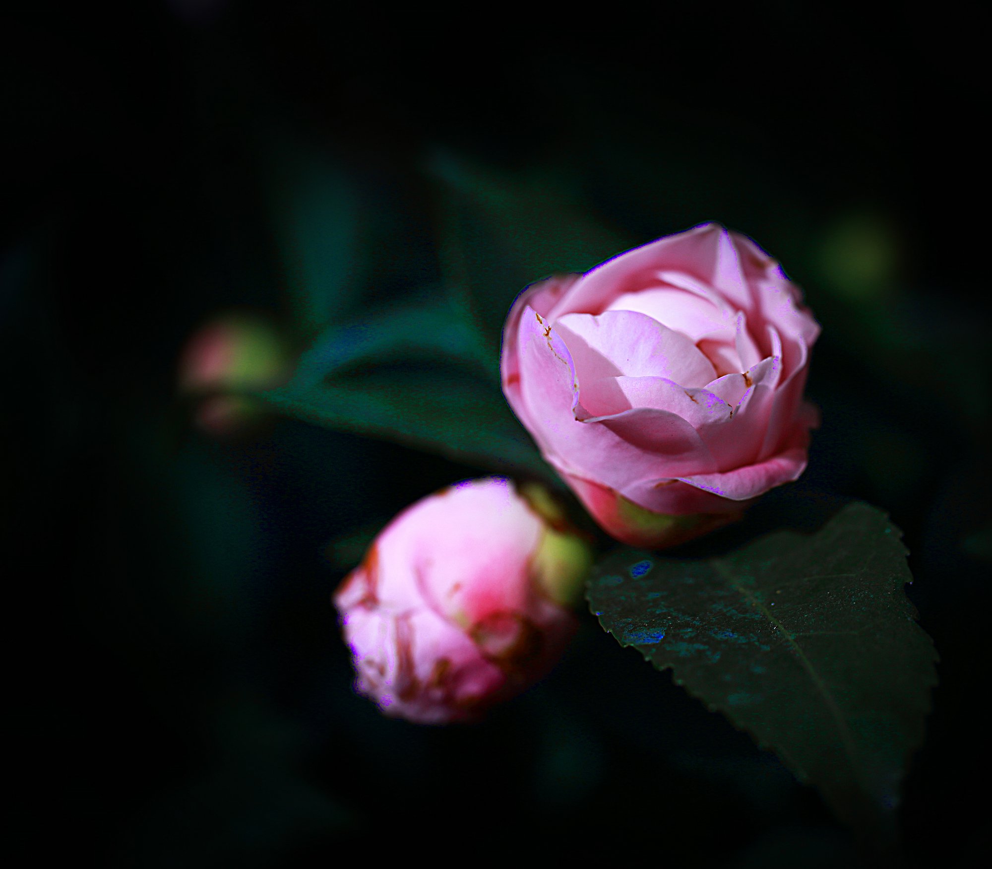 D7066.jpg