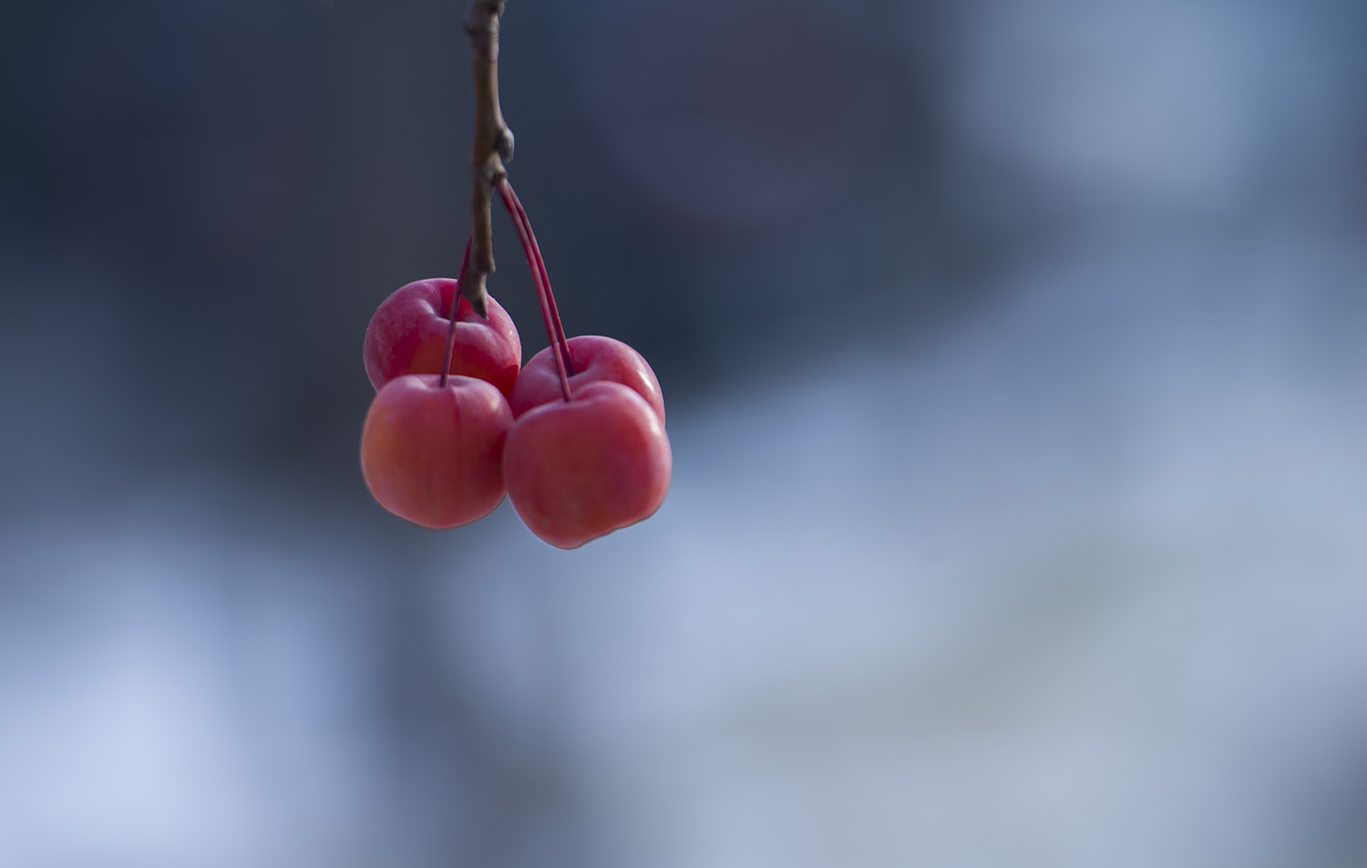 _DSC5095.JPG