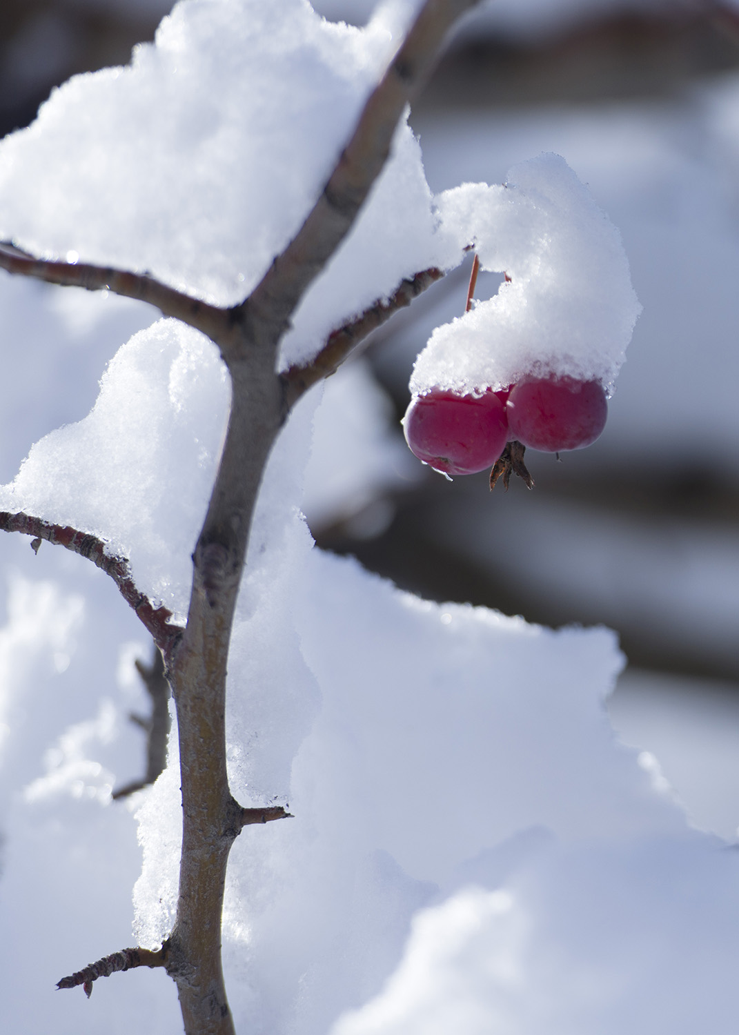 _DSC5465.JPG