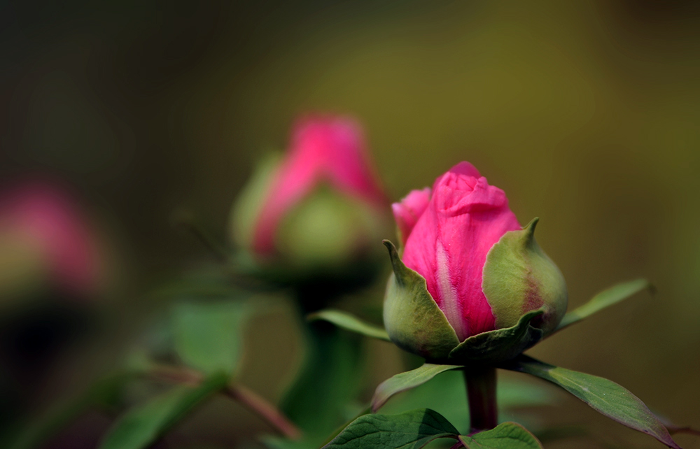 _SC_9667.JPG