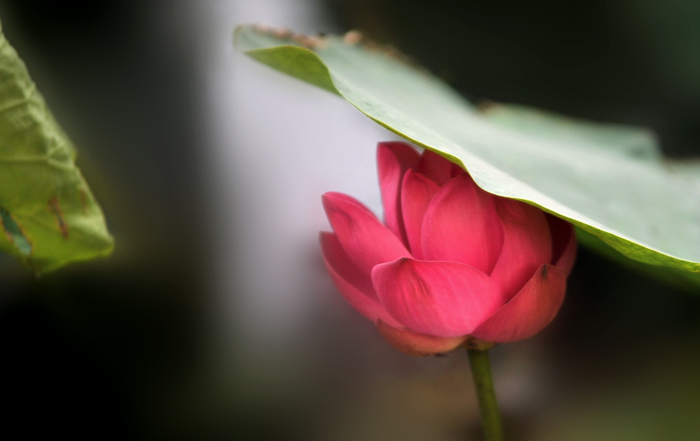 DSC_2098.JPG