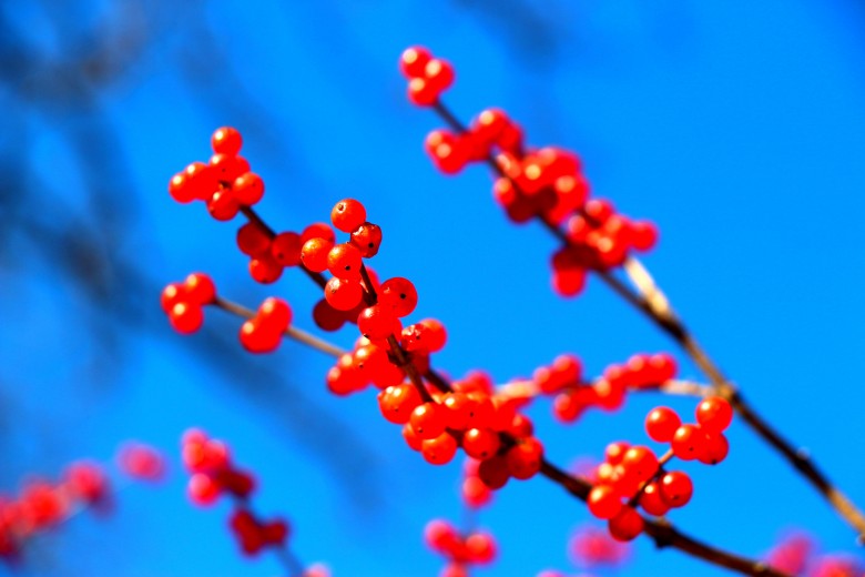 IMG_0308_conew2.jpg