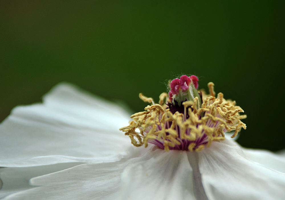 _SC_9655.JPG