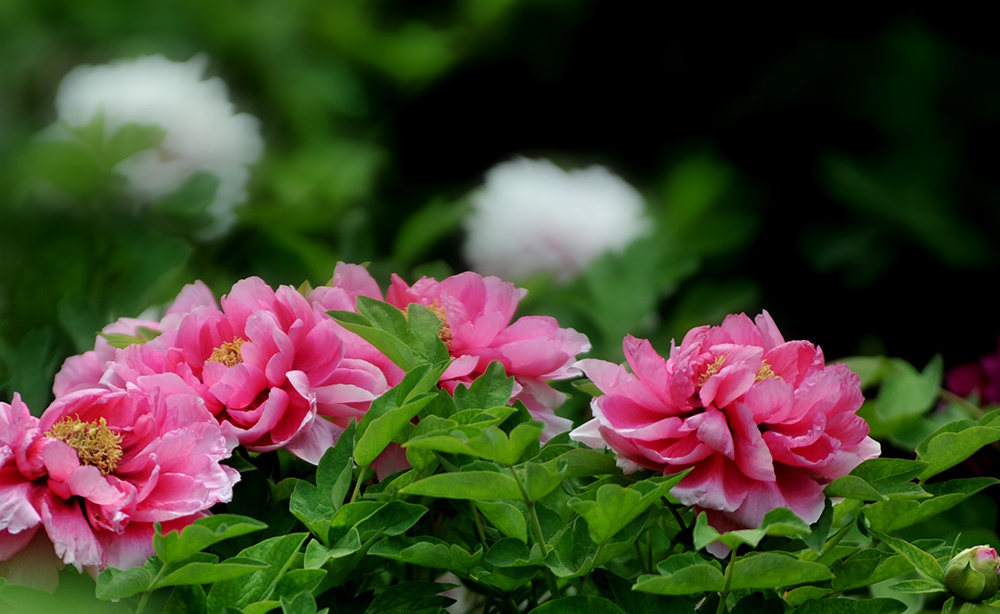 _SC_9635.JPG