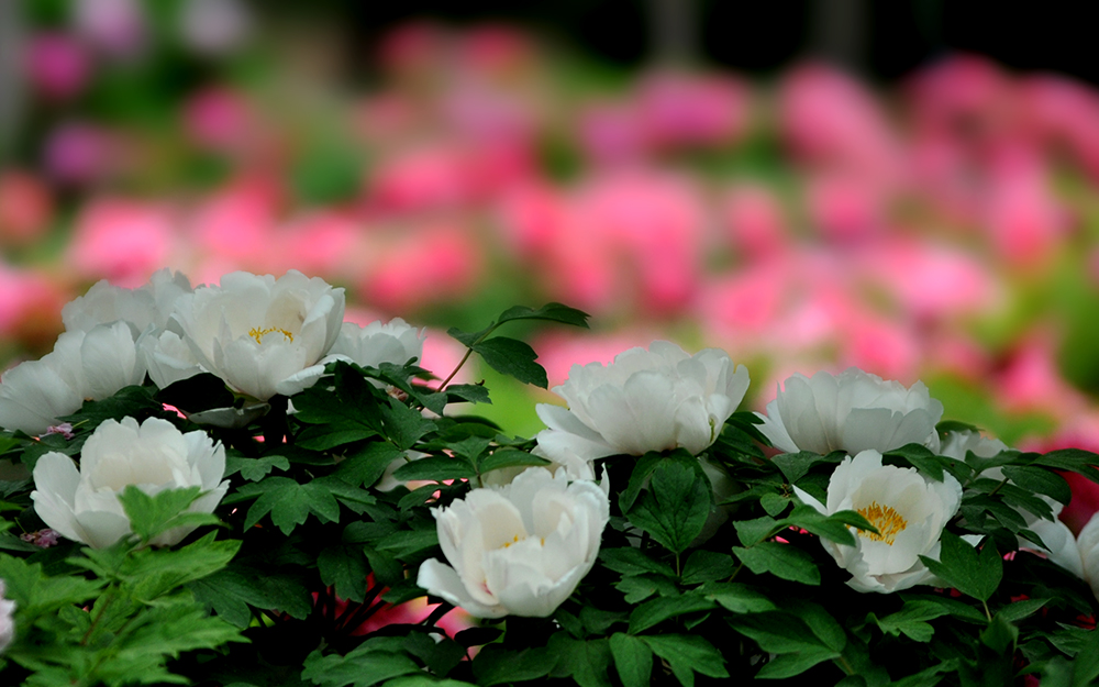 _SC_9637.JPG