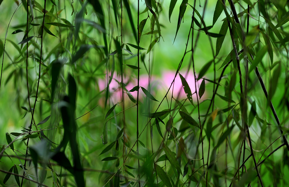 DSC_2142.JPG