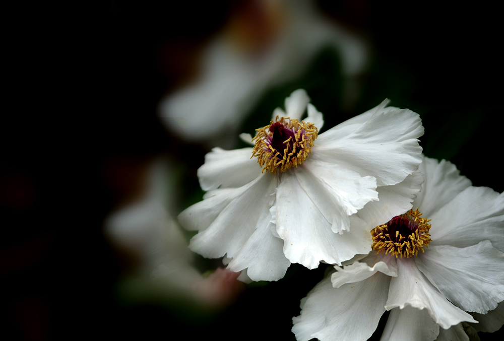 _SC_9708.JPG