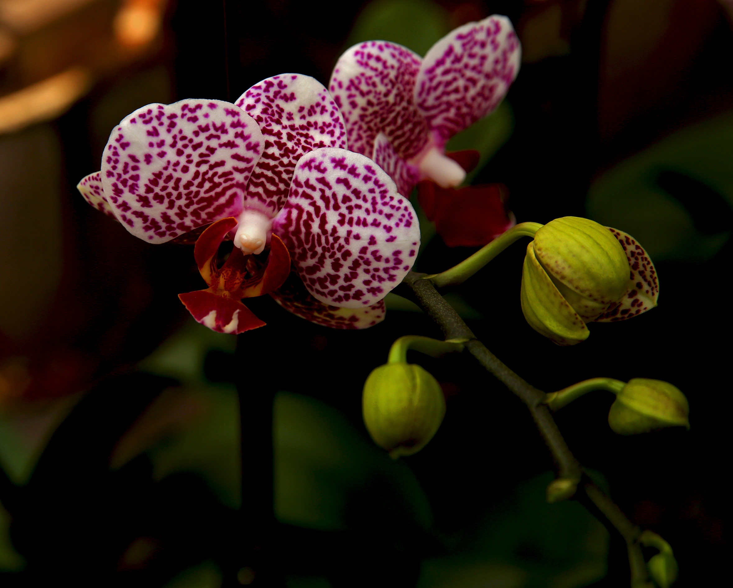 DH6A9857.jpg