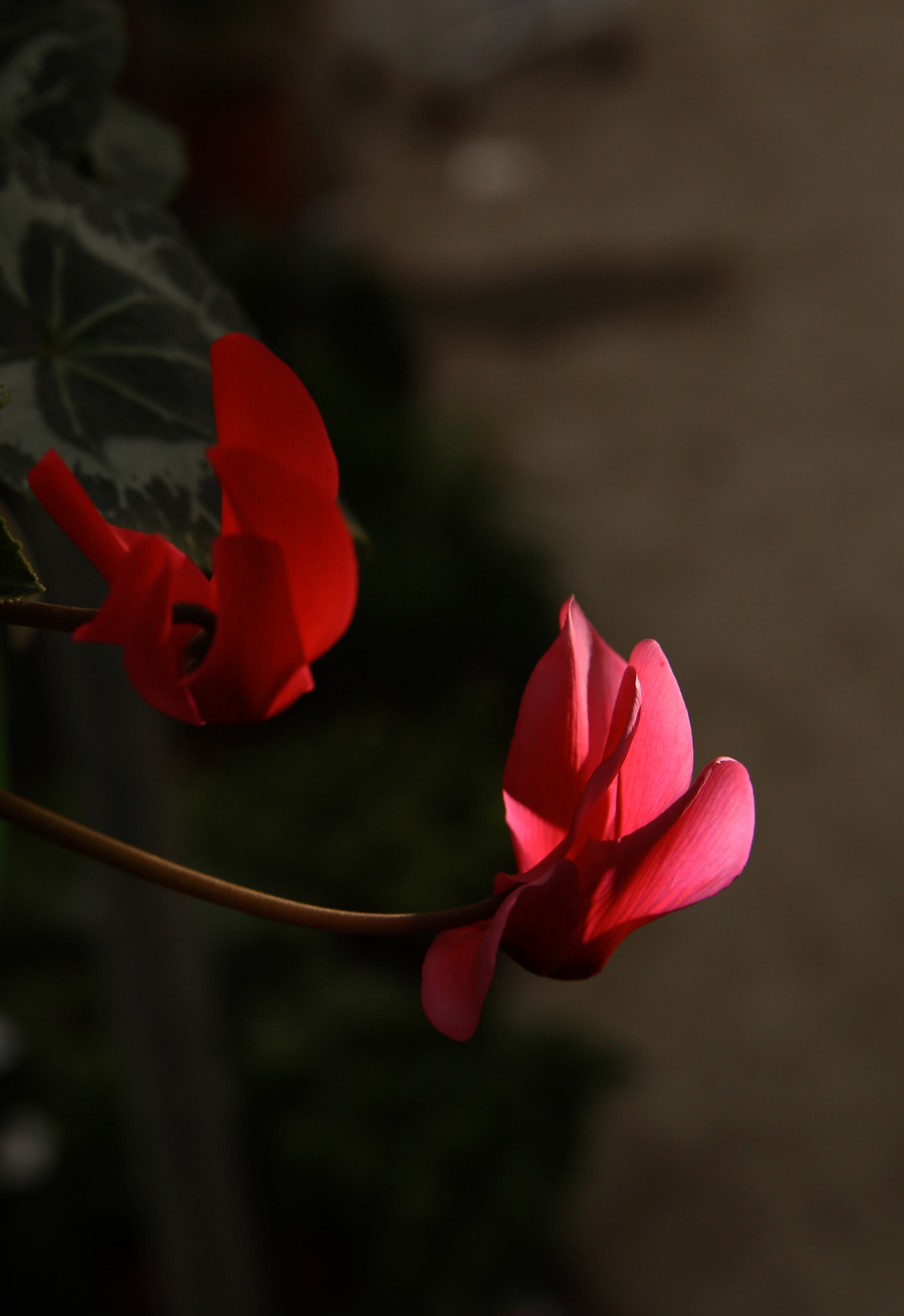 DH6A9901.jpg
