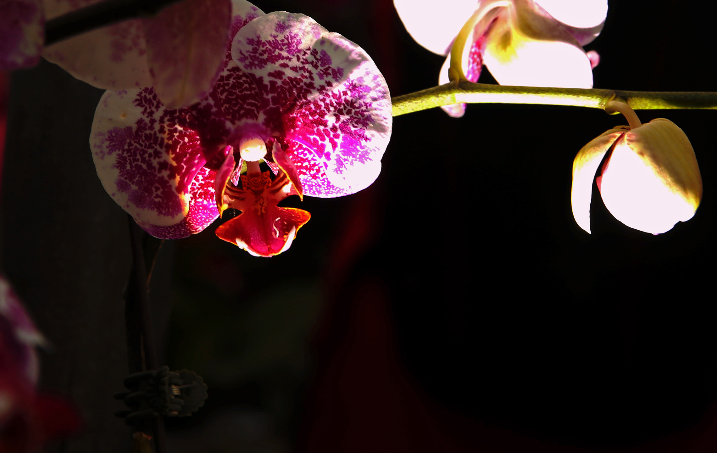 DH6A9921.jpg
