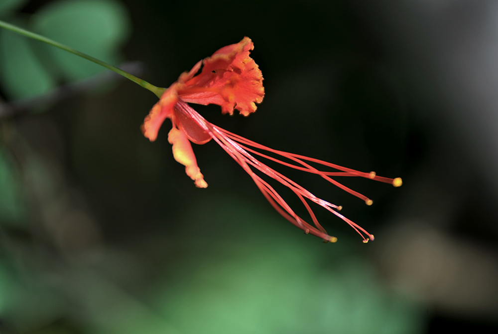 DSC_6572.JPG