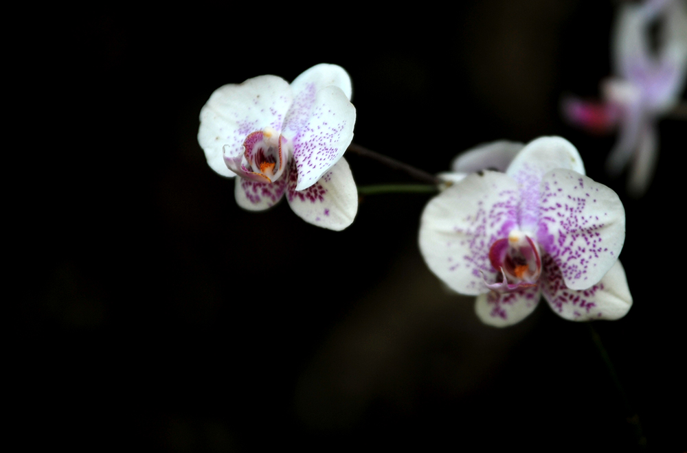 DSC_6581.JPG