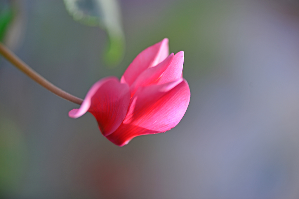 DSC_0300.JPG