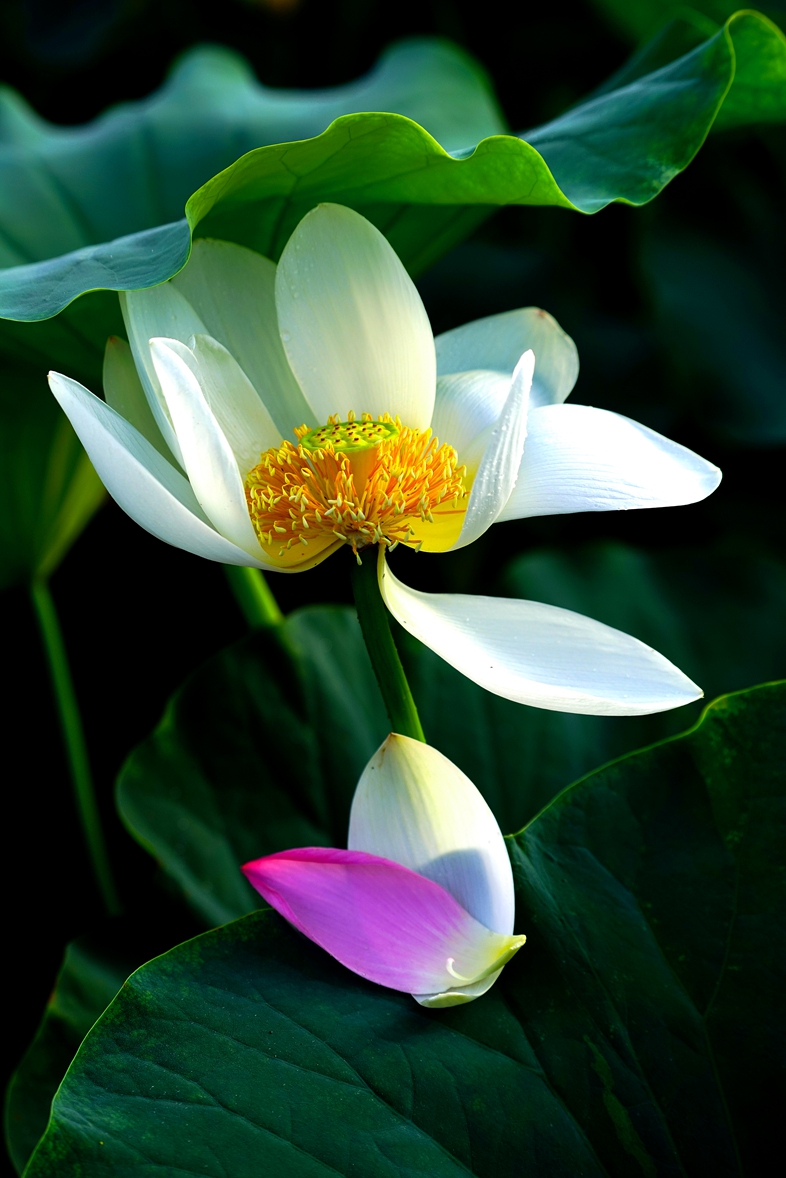 ɻ1֧ (8).jpg