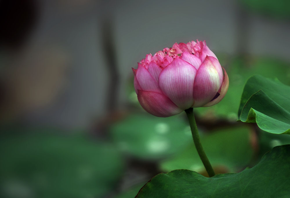 DSC_4062.JPG