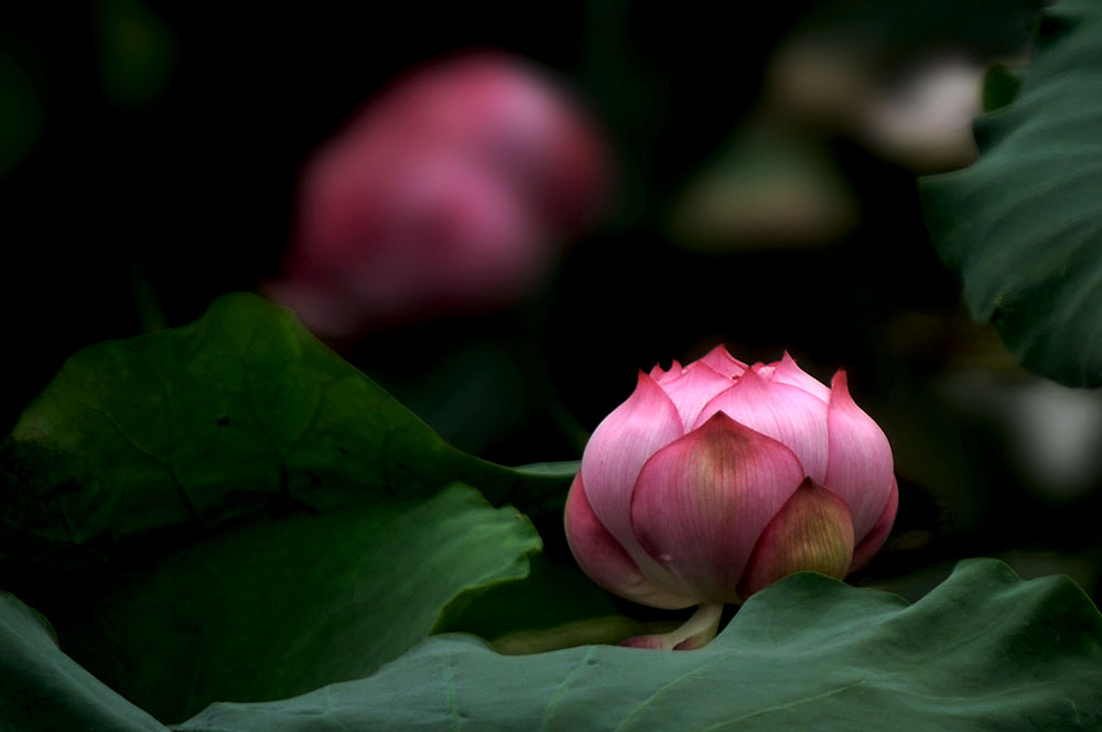 DSC_4064.JPG